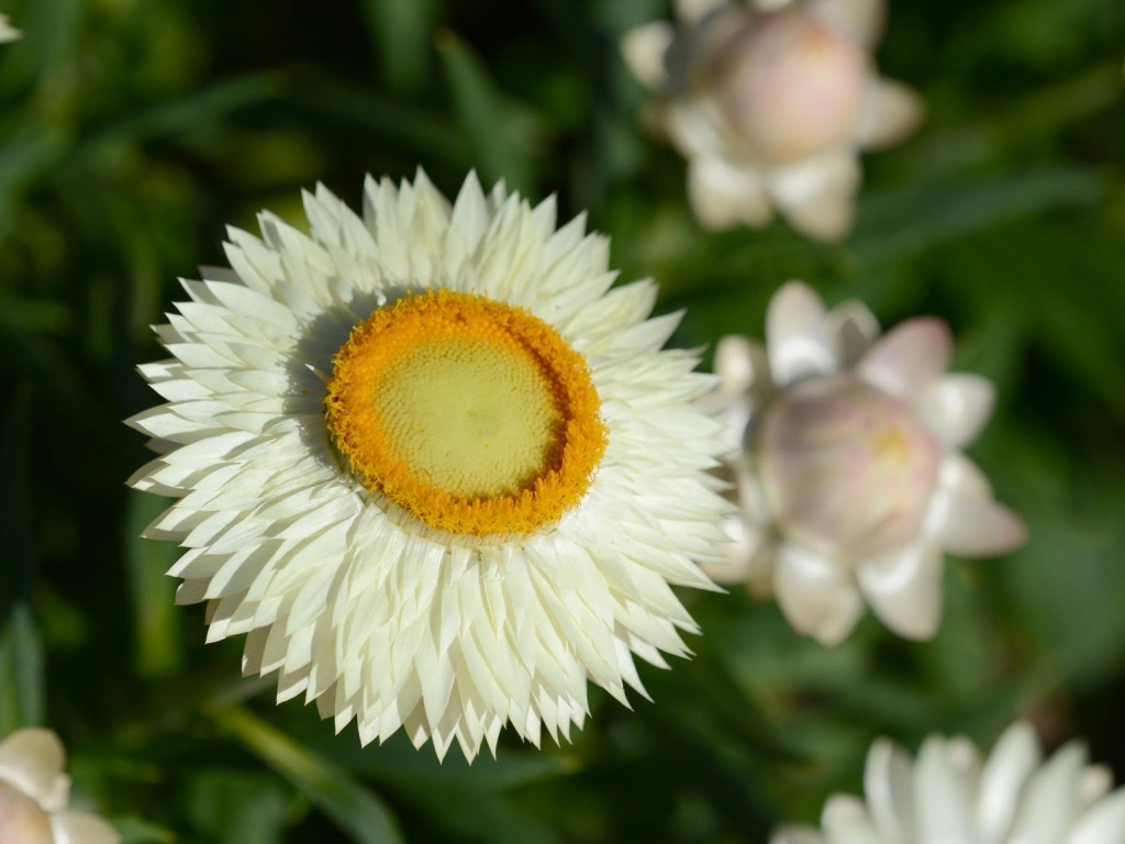 Xerochrysum bracteatum 'Lucky Penny' is a profuse flowering dwarf everlasting daisy