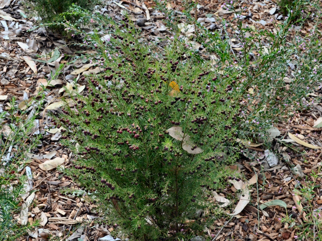 Boronia megastigma - brown boronia can be used for native cut flowers