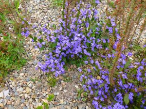 Dampiera stricta – Blue Dampiera | Gardening With Angus
