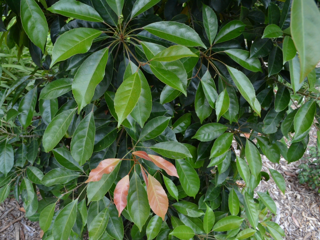 Elaeocarpus eumundi - smooth leafed quandong