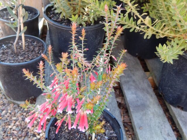 Epacris longiflora x reclinata - fuchsia heath 'Pan Pipes'