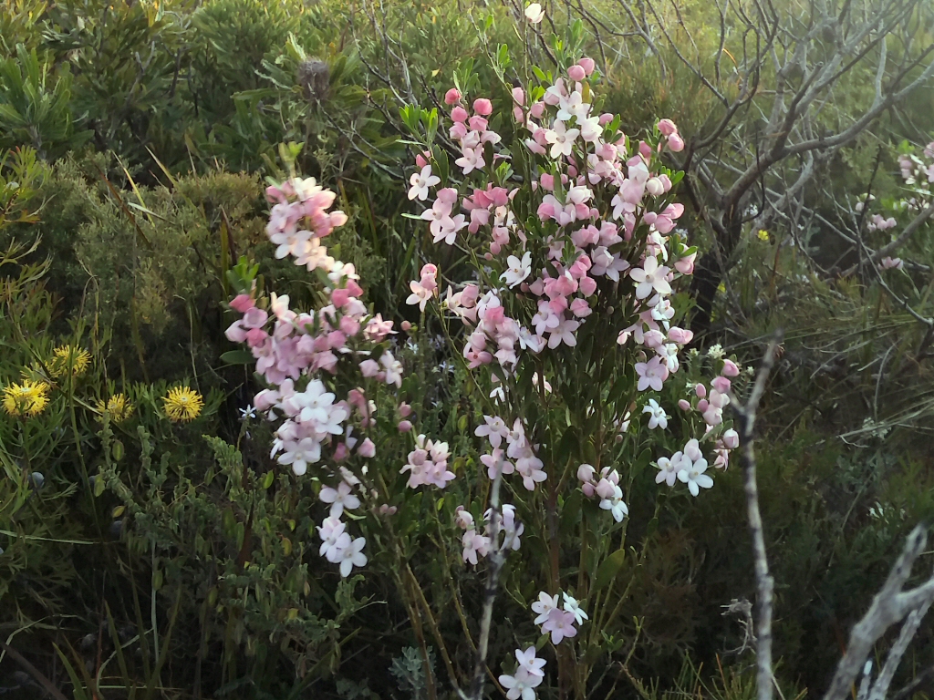 Eriostemon australasius - pink wax flower