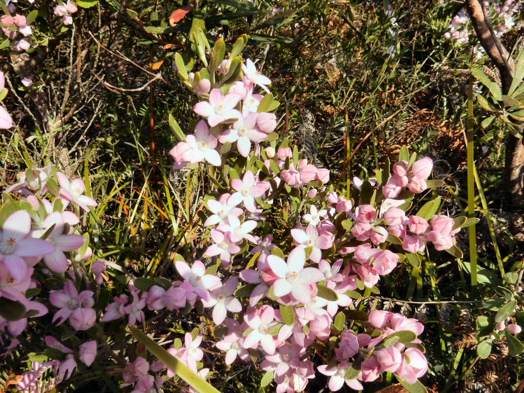 Eriostemon australasius - pink wax flower