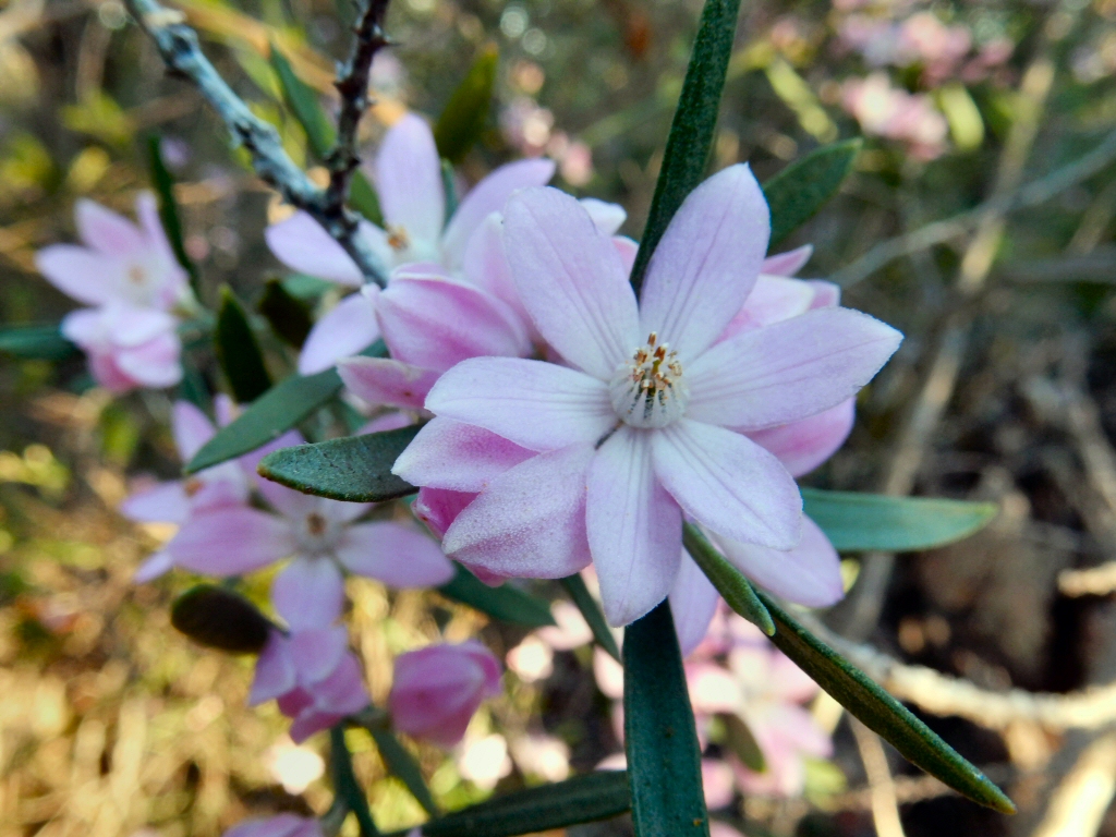 Eriostemon australasius - Pink wax flower