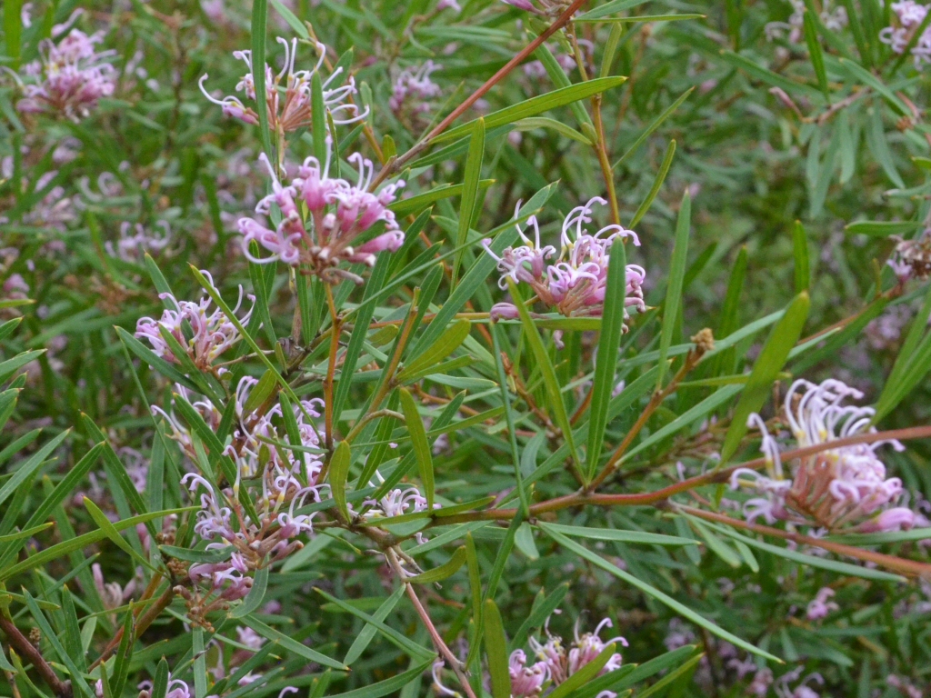 Grevillea sericea - silky Grevillea occurs on the NSW central coast