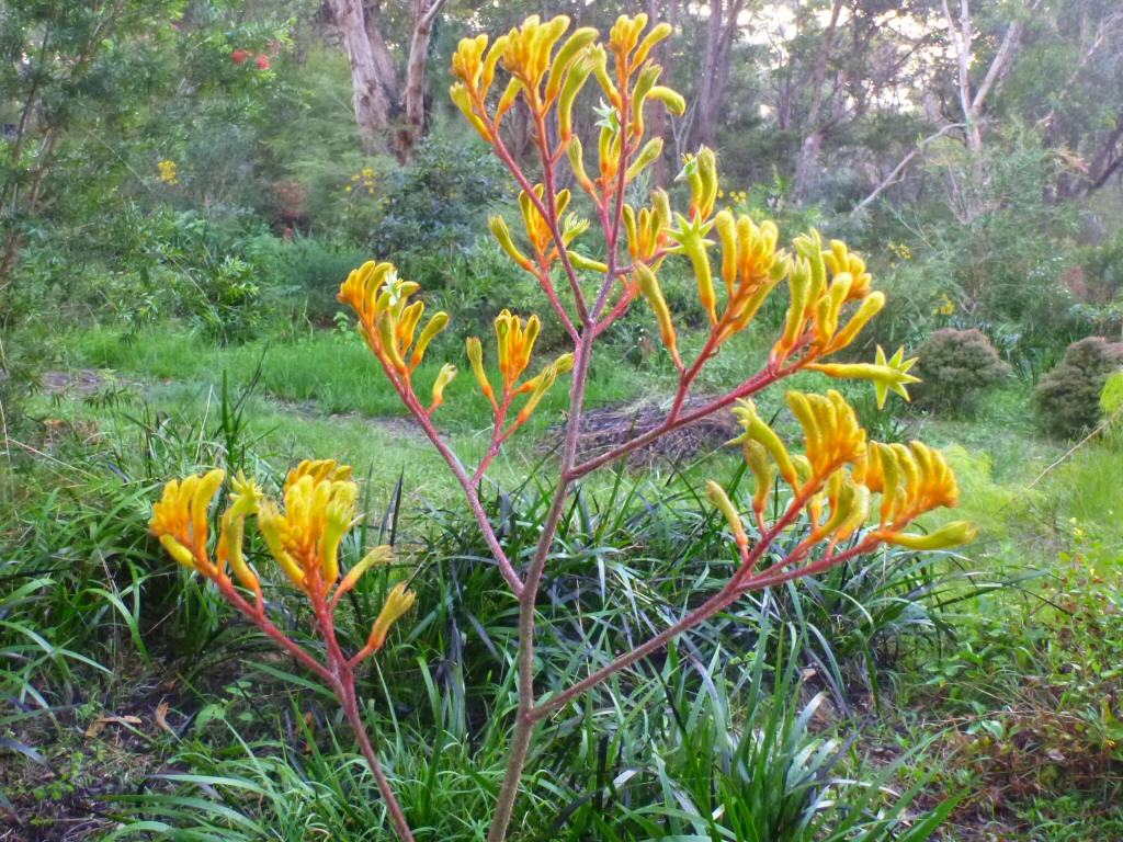 Anigozanthos 'Landscape Gold' - kangaroo paw is a great australian native cut flower