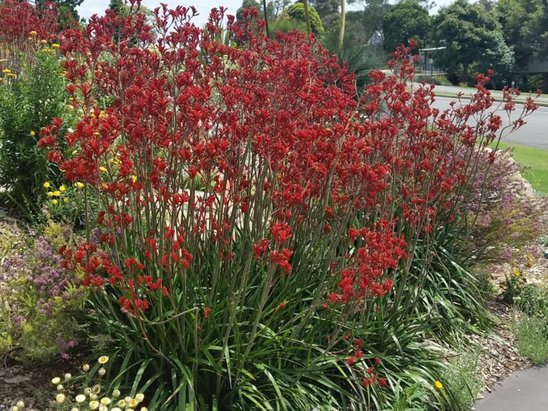 Anigozanthos ‘Landscape Scarlet’ Kangaroo Paw Gardening With Angus