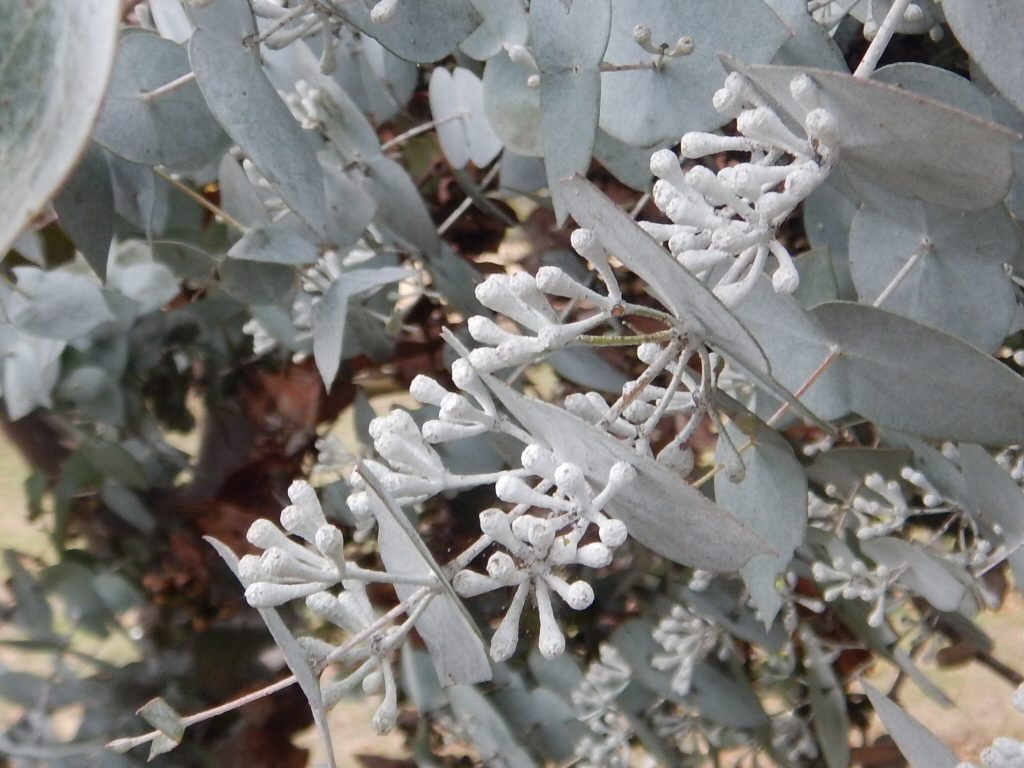 Eucalyptus risdonii - Risdon Peppermint has silver buds