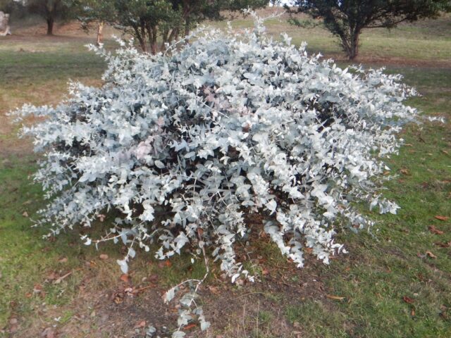 Eucalyptus risdonii - Risdon Peppermint is a good australian native for cut flowers