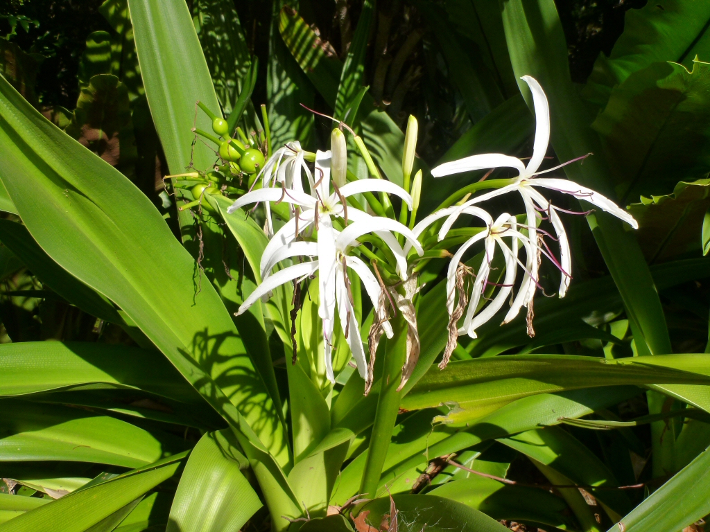 Crinum pedunculatum - swamp lily