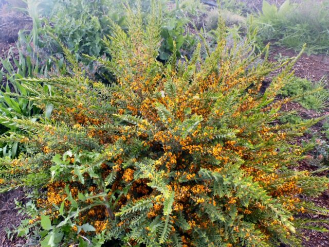 Eutaxia obovata - egg and bacon plant