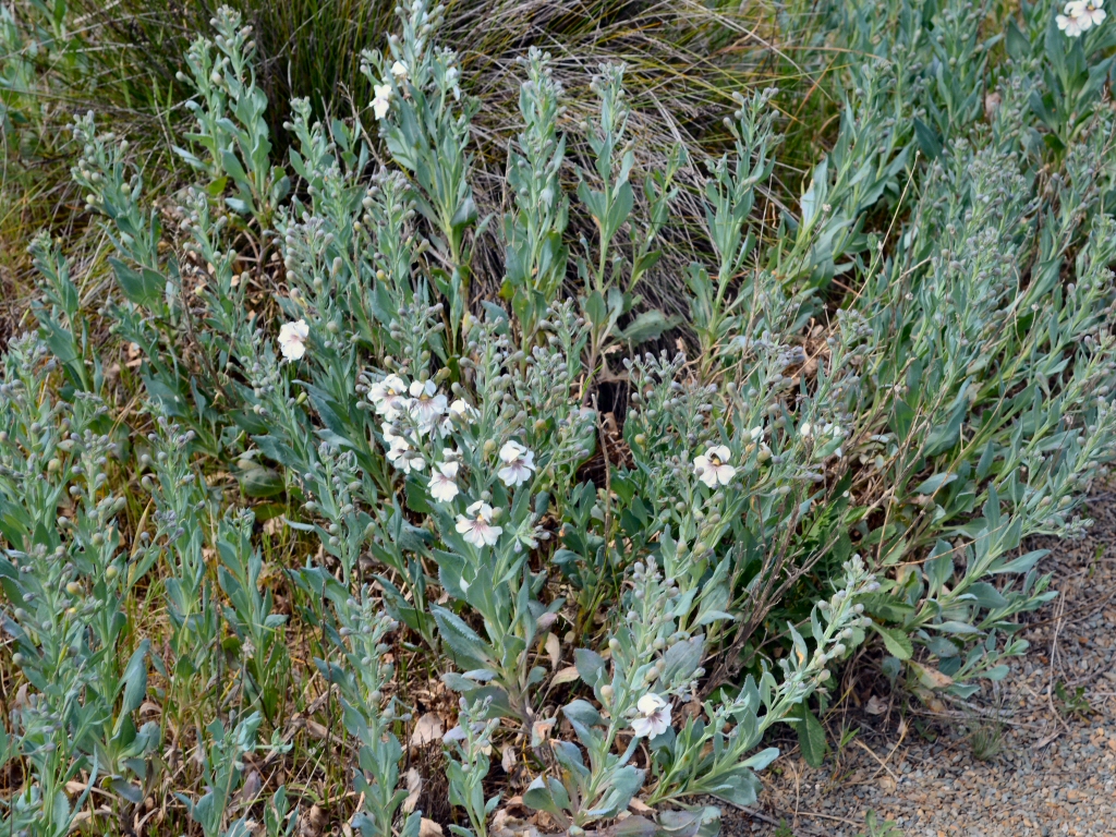 Goodenia albiflora - White Goodenia