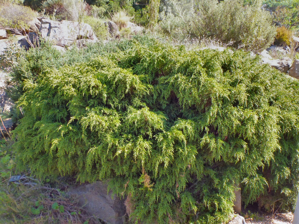 Diselma archeri - Cheshunt Pine is an attractive Tasmanian conifer