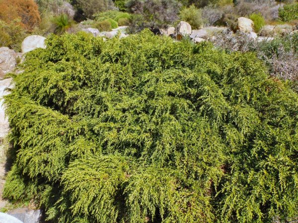 Diselma archeri – Dwarf Pine | Gardening With Angus