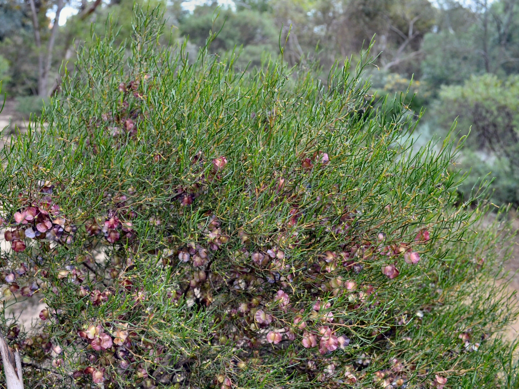 Dodonaea stenozyga - Desert Hop Bush