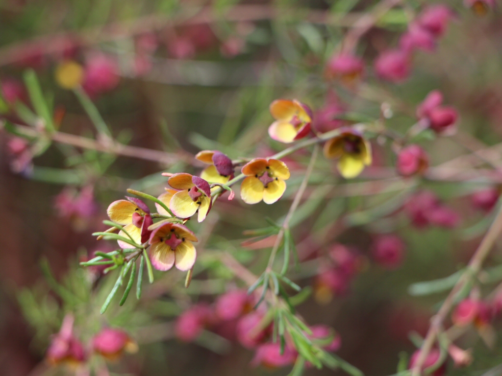 Boronia megastigma 'Virtuoso' has fragrant flowers