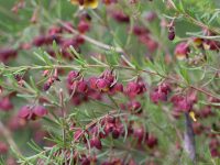 Boronia megastigma 'Virtuoso' is a good australian cut flower