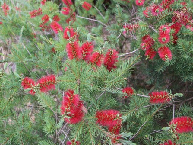 Callistemon subulatus 'Brogo Overflow'