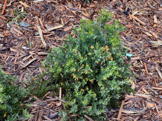 Grevillea 'Little Sparkler'