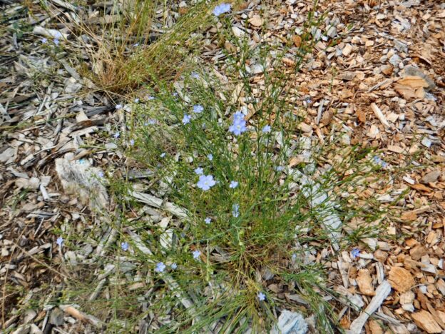 Linum marginale – Native Flax | Gardening With Angus