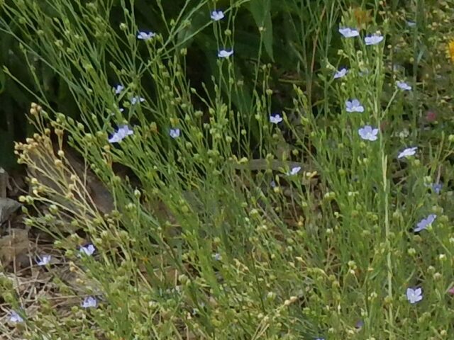 Linum marginale - Native Flax