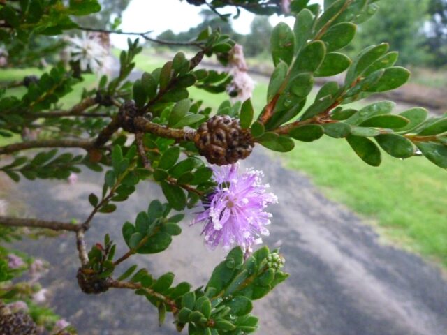 Melaleuca nesophila ‘Narrow Nessie’ – Honey Myrtle | Gardening With Angus