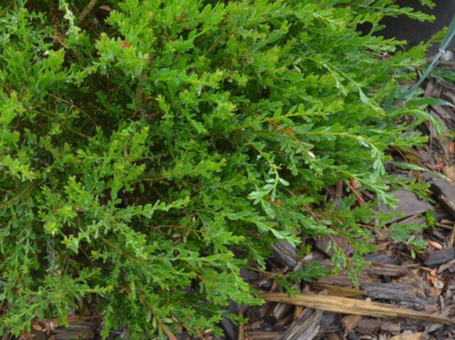 Melaleuca nesophila ‘Narrow Nessie’ – Honey Myrtle | Gardening With Angus