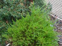 Melaleuca nesophila ‘Narrow Nessie’ – Honey Myrtle | Gardening With Angus