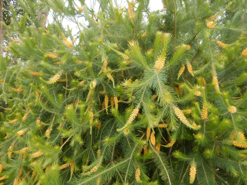 Persoonia pinifolia - Geebung