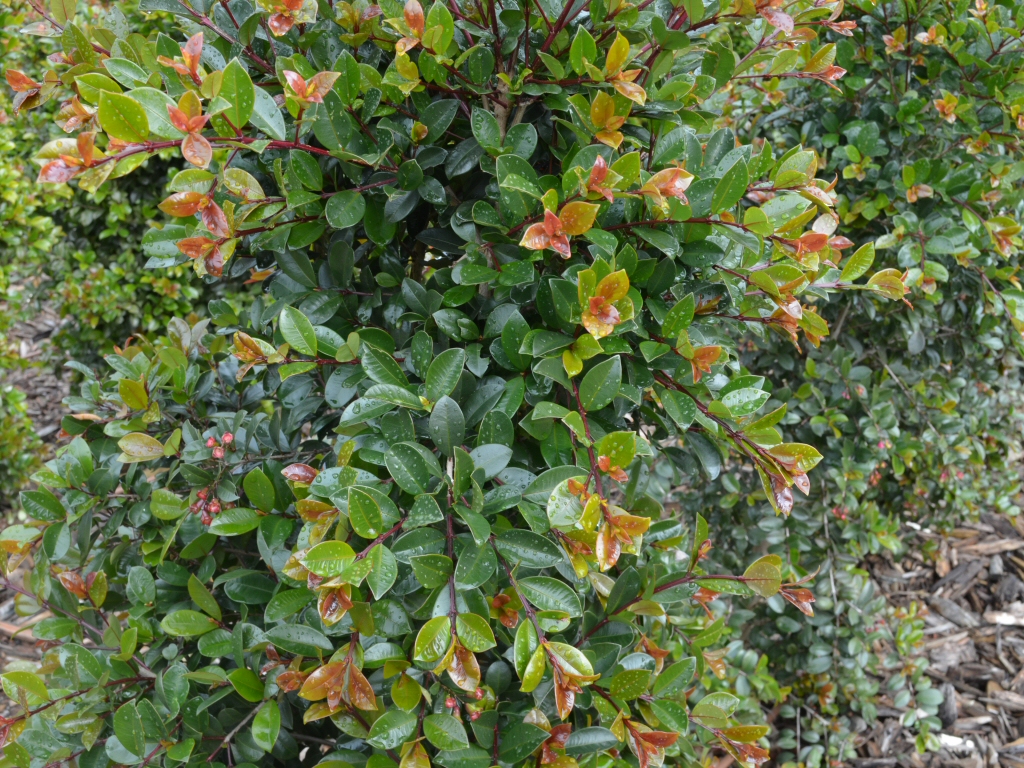 Syzygium australe 'Elite' - lilly pilly