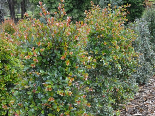Syzygium australe 'Elite' - lilly pilly