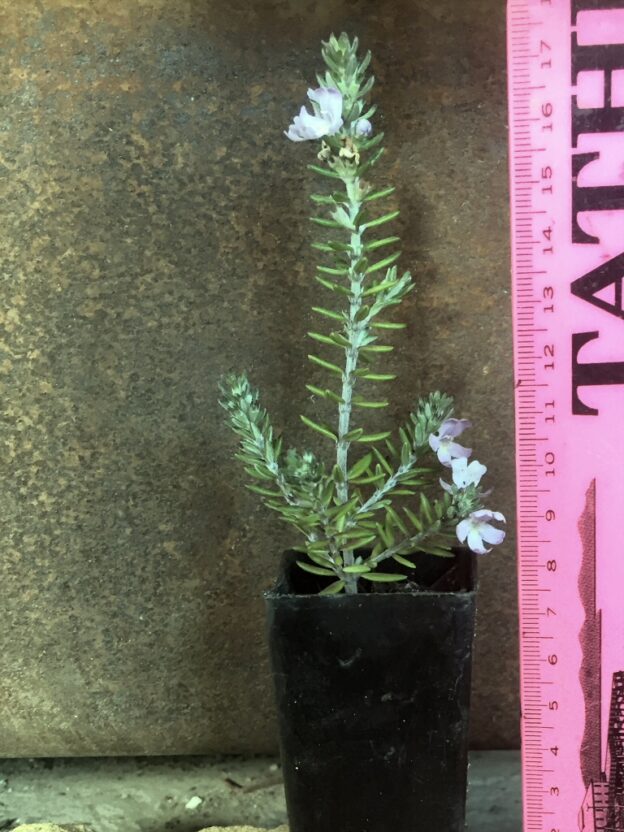 Care and Planting of Tube Stock Plants Gardening With Angus