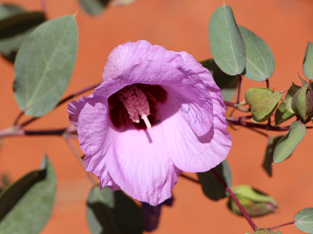 Gossypium sturtianum - Sturt's Desert Rose