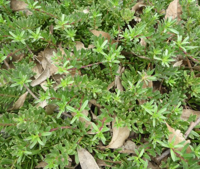 Myoporum parvifolium purpurea - Boobialla