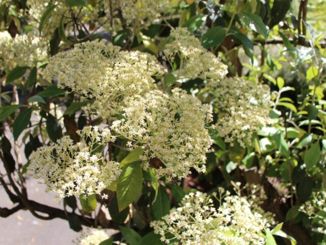 Olearia argophylla - Musk Daisy Bush