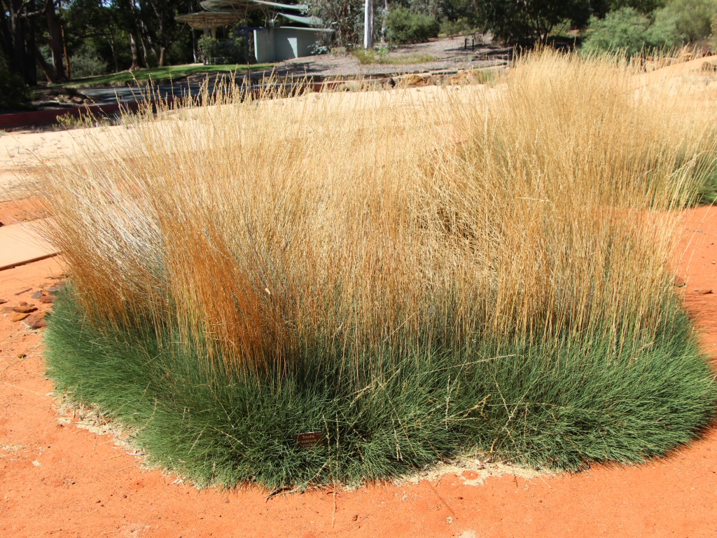 Triodia scariosa - Porcupine Grass