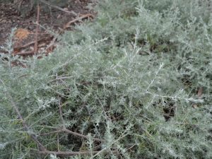 Enchylaena tomentosa – Ruby Saltbush | Gardening With Angus