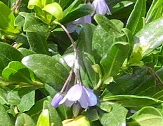 Billardiera heterophylla - Bluebell Creeper used to be known as Sollya