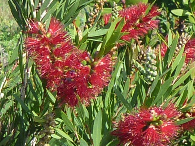 Callistemon viminalis 'Little Caroline' - bottlebrush