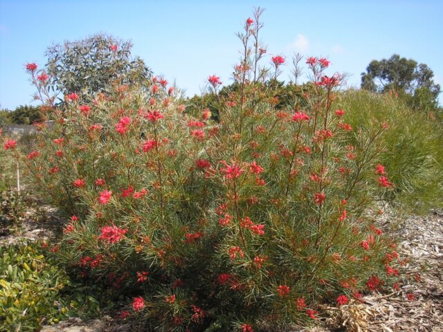 Grevillea 'Bon Accord'