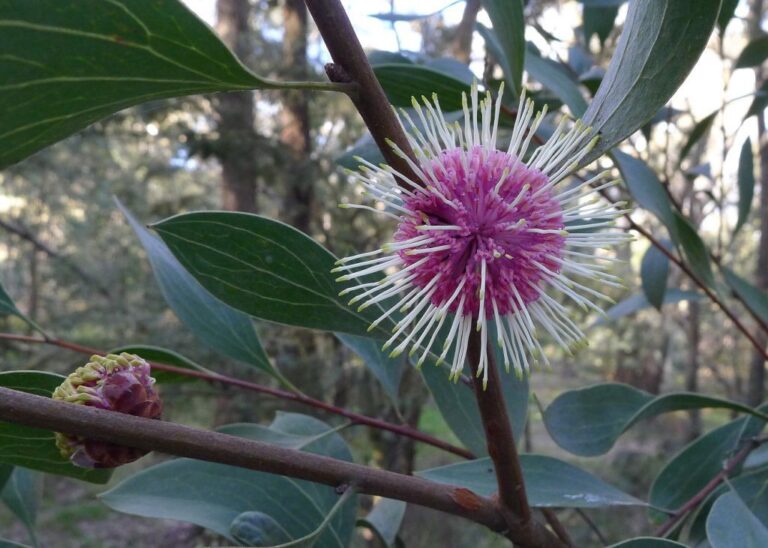 Hakea laurina Pincushion Hakea Gardening With Angus
