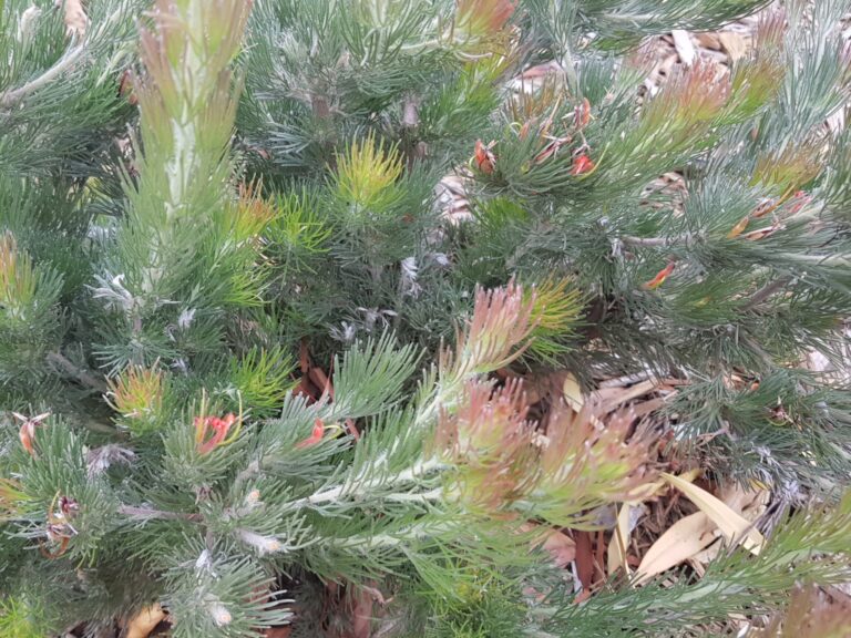 Adenanthos sericeus ‘Bronze Glow’ Woolly Bush Gardening With Angus