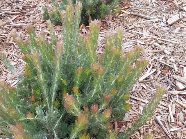 Adenanthos sericeus 'Bronze Glow' - woolly-bush