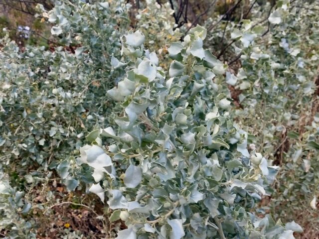 Atriplex nummularia - Old Man Saltbush