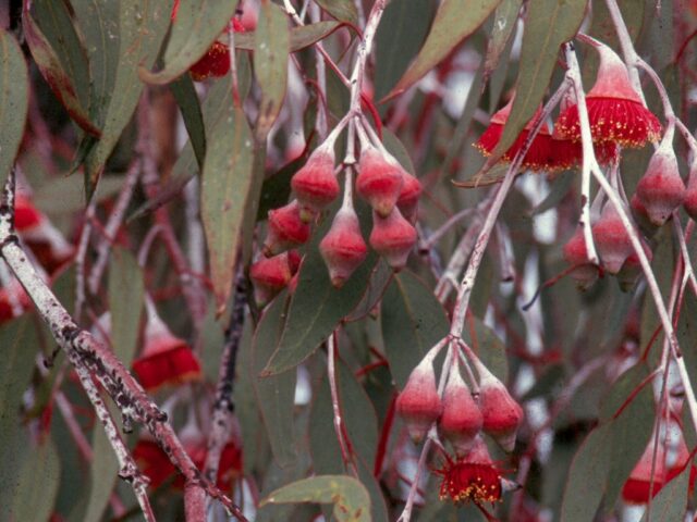 Eucalyptus caesia 'Silver Princess'