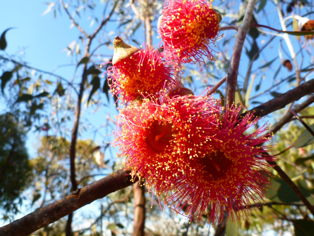 Eucalyptus caesia 'Silver Princess' beautiful gum blossom