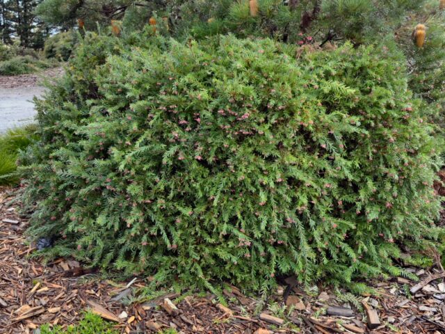 Grevillea ‘John Evans’ | Gardening With Angus