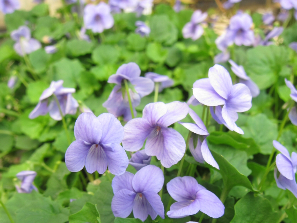 Viola hederaceae 'Monga Magic' is a great groundcover for moist areas