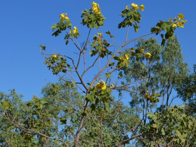 Cochlospermum fraseri Kapok Tree