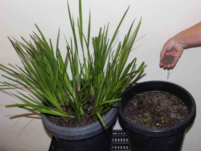 fertilising kangaroo paws